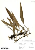 藏品(石葦)的圖片